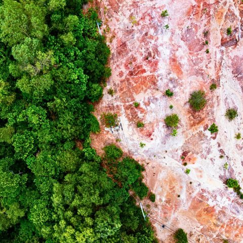 Deforestazione Eudr Canva