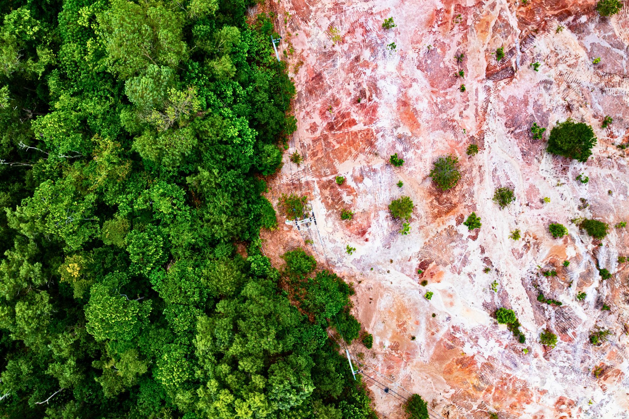 Deforestazione Eudr Canva