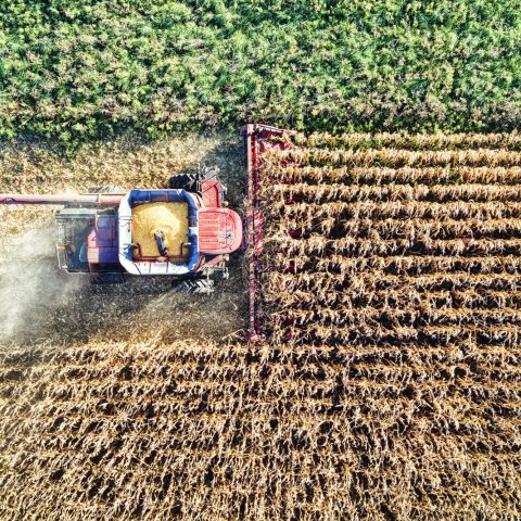 Agricoltura Coltivazione Canva