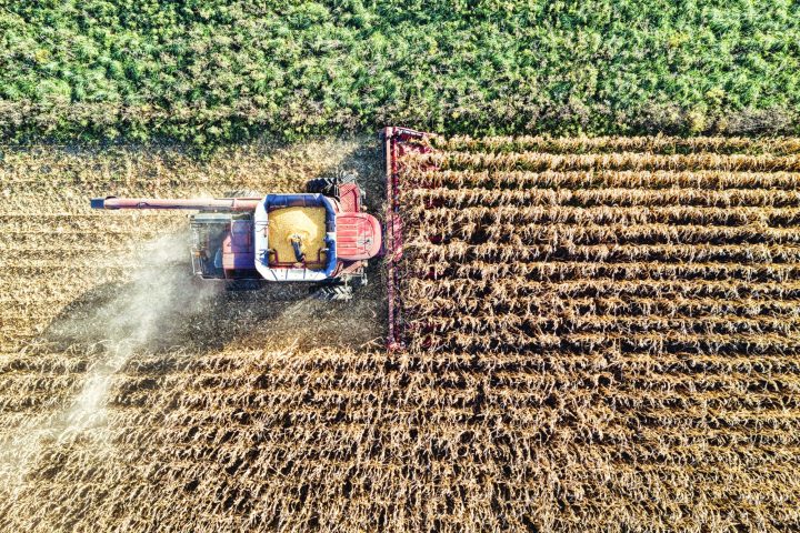 Agricoltura Coltivazione Canva