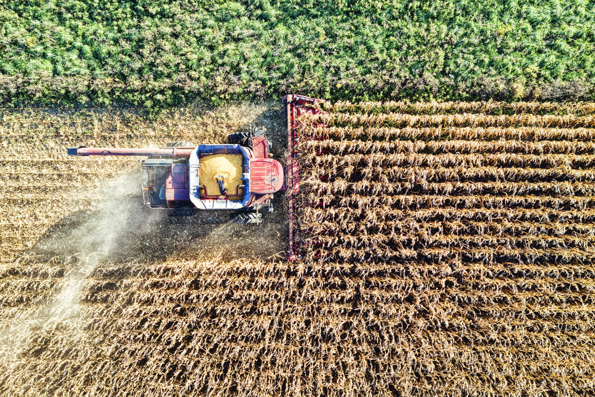 Agricoltura Coltivazione Canva
