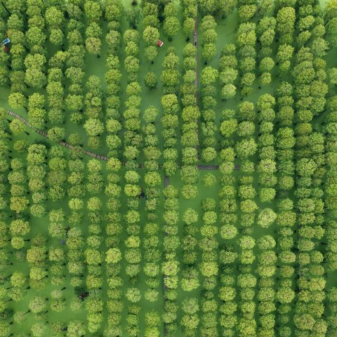 Cina, La "foresta D'acqua" Di Yangzhou