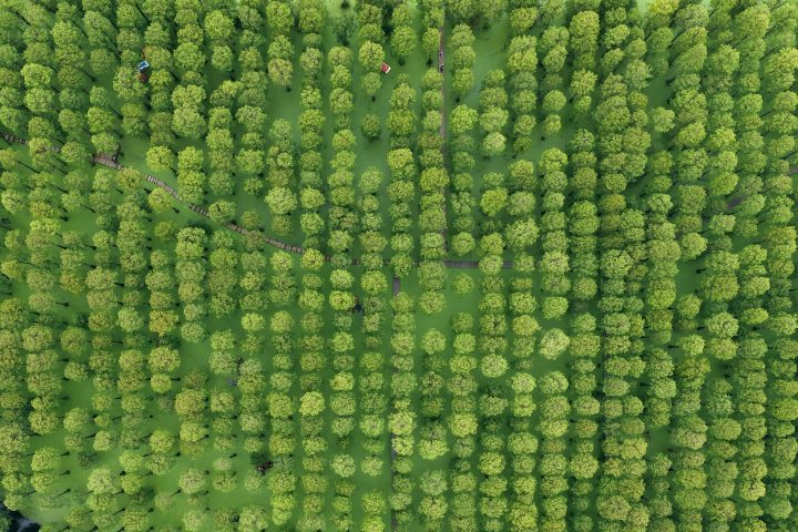 Cina, La "foresta D'acqua" Di Yangzhou