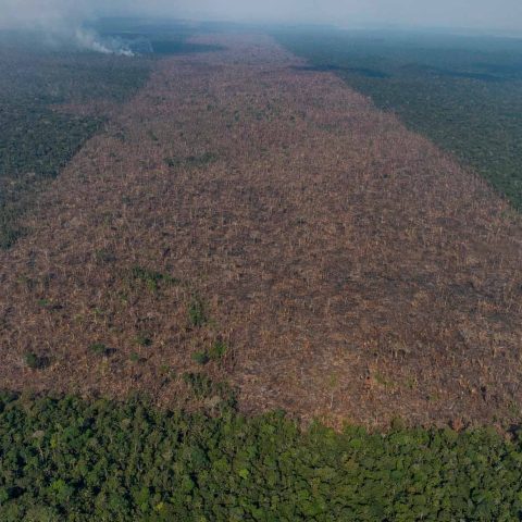 Normativa Europea Per Le Foreste: Wwf, Greenpeace E Legambiente Chiedono Al Ministro Patuanelli Un Maggiore Impegno Per Fermare La Deforestazione