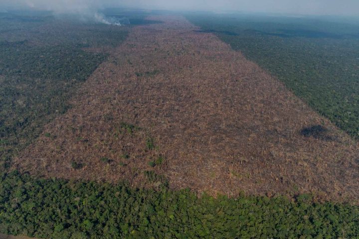 Normativa Europea Per Le Foreste: Wwf, Greenpeace E Legambiente Chiedono Al Ministro Patuanelli Un Maggiore Impegno Per Fermare La Deforestazione