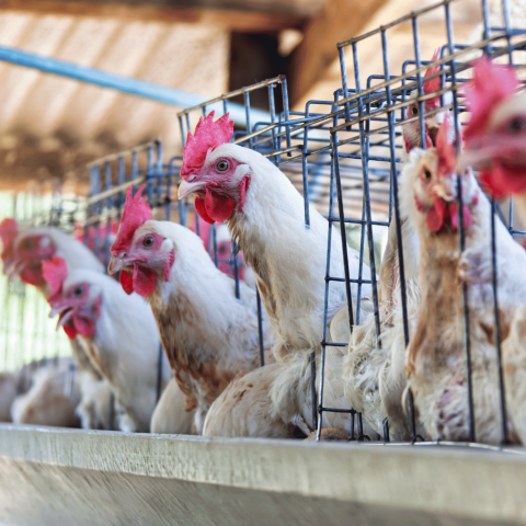 Galline Gabbia Canva