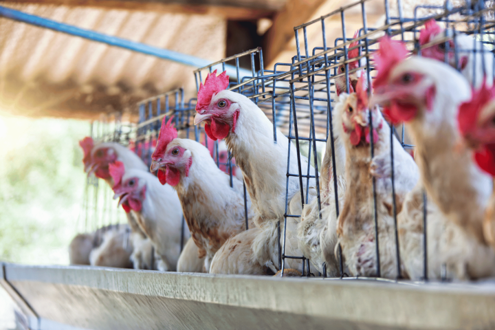 Galline Gabbia Canva