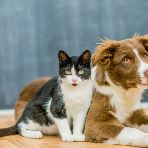 Cane e gatto su sfondo azzurro