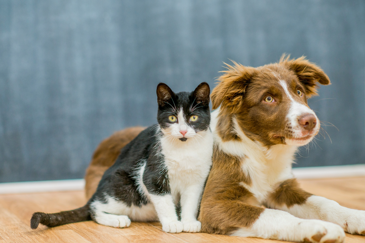 Cane e gatto su sfondo azzurro