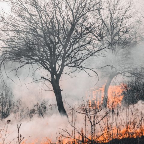 Incendio canva