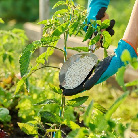 Fertilizzanti agricoltura canva
