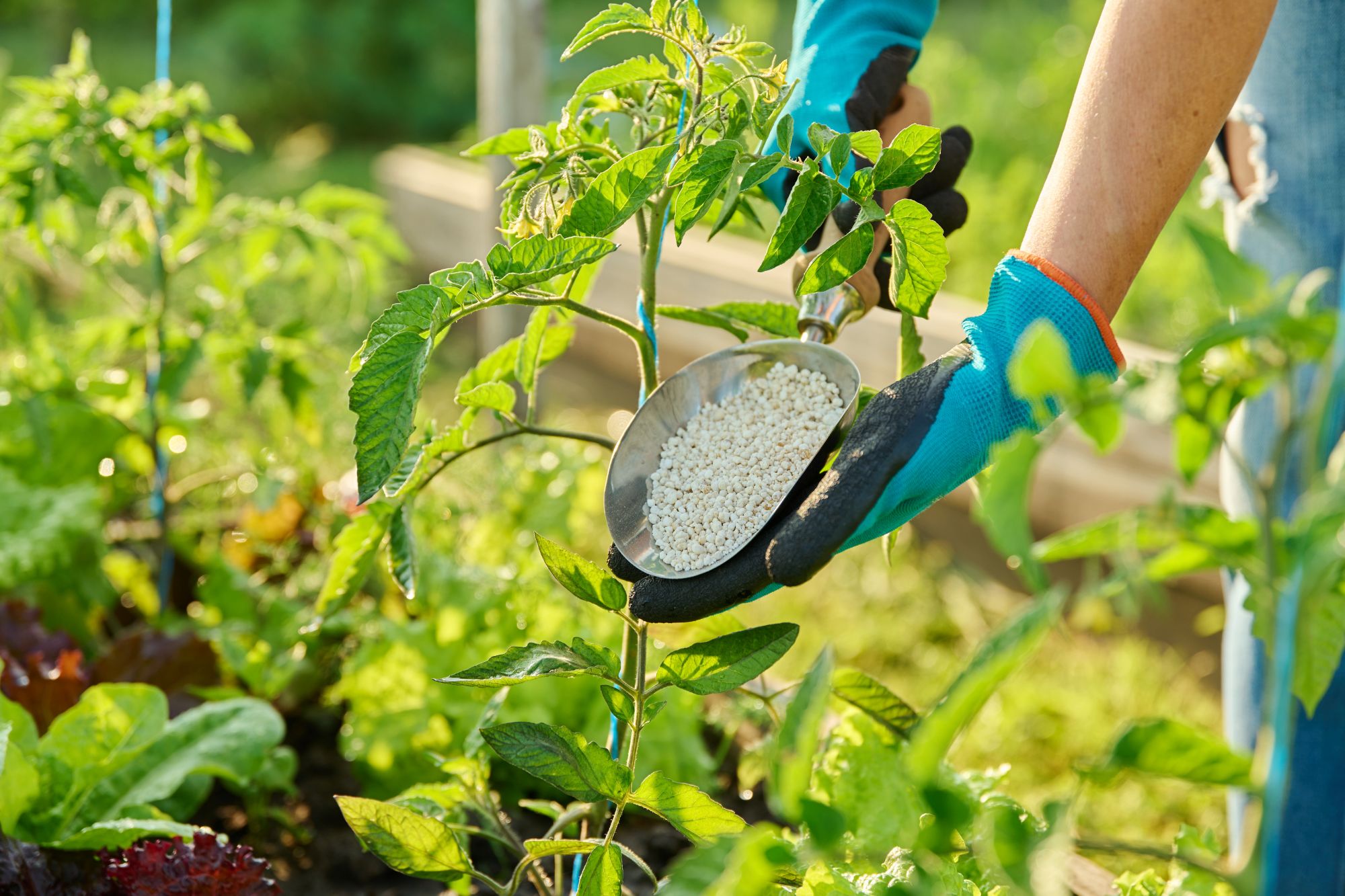 Fertilizzanti agricoltura canva