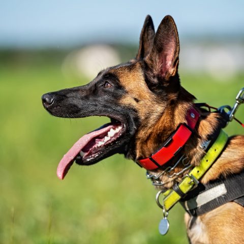 Cane collare strozzo canva