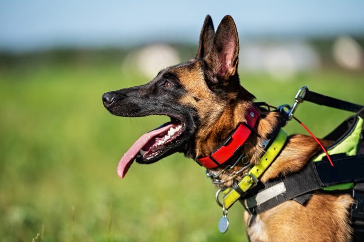 Cane collare strozzo canva