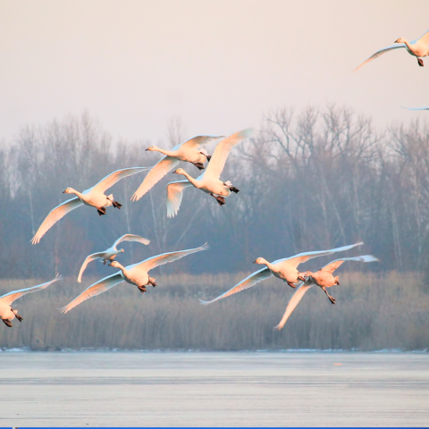 Uccelli in volo