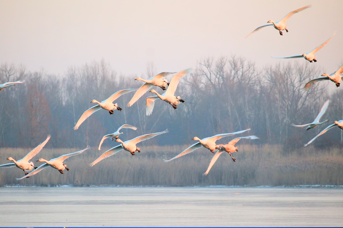 Uccelli in volo