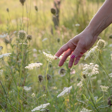 Prato con fiori e una mano che sta per coglierne uno