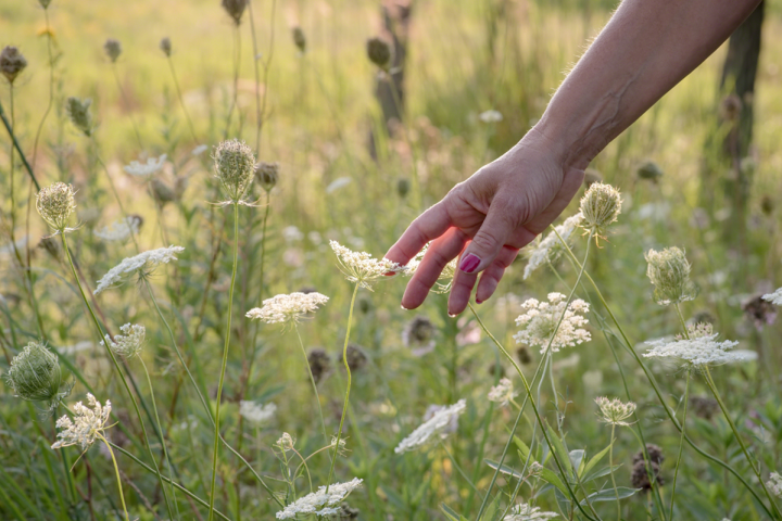 Prato con fiori e una mano che sta per coglierne uno