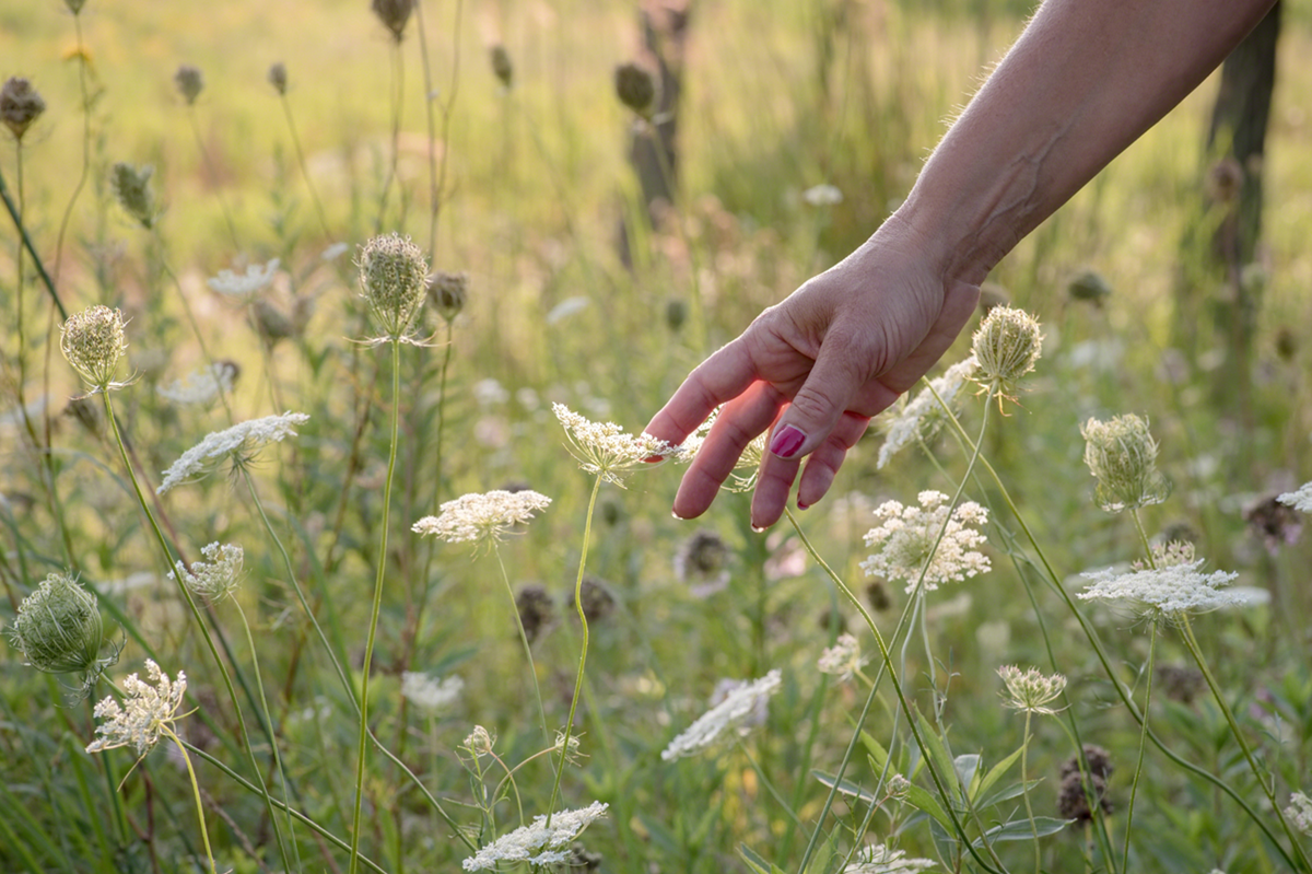Prato con fiori e una mano che sta per coglierne uno