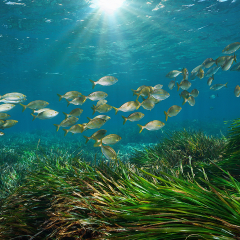Pesci del Mar Mediterraneo