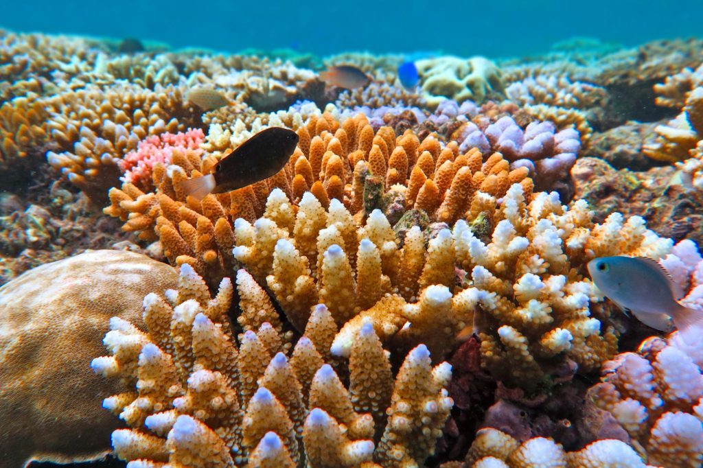 Barriera Corallina Australia Canva