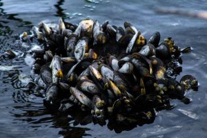 Morìa Di Cozze