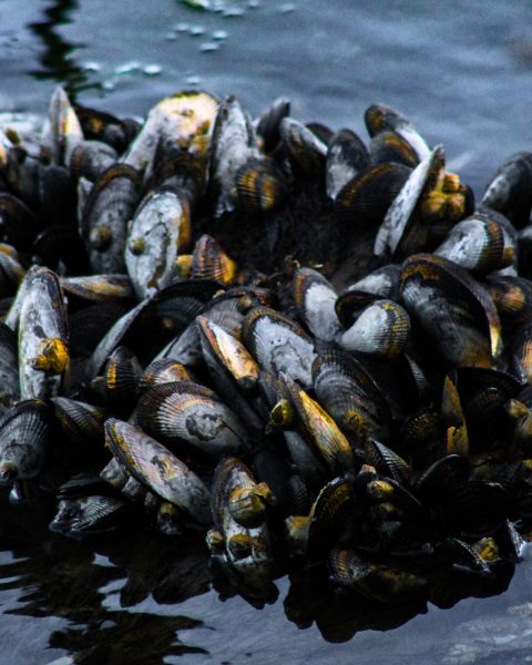 Morìa Di Cozze