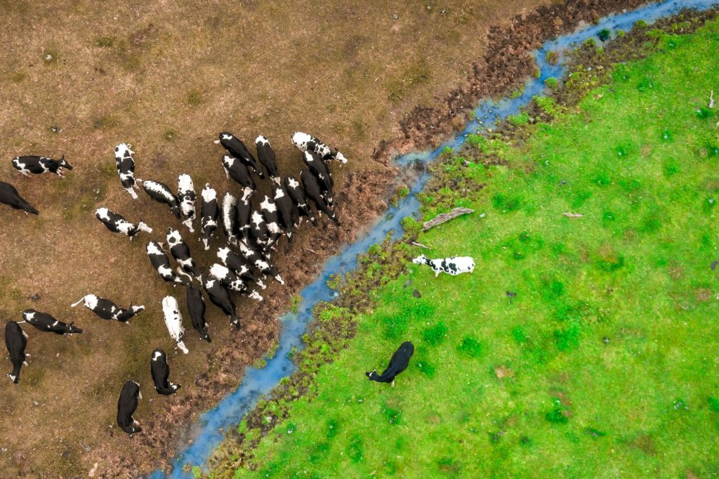 Pascoli Bovini Canva