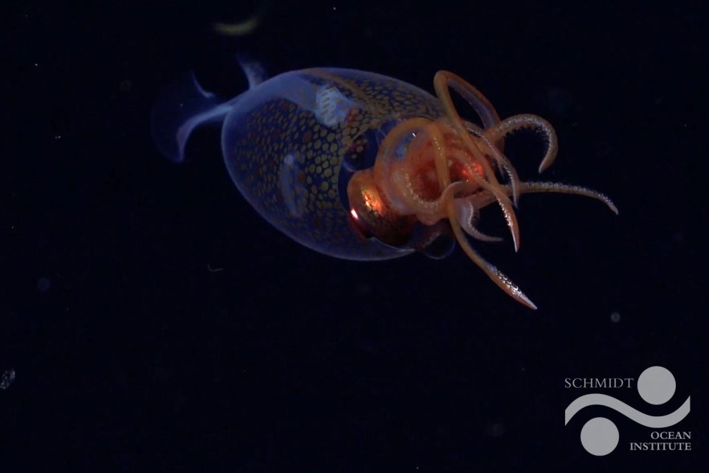 Calamaro Colossale Rov Subastian Schmidt Ocean Institute