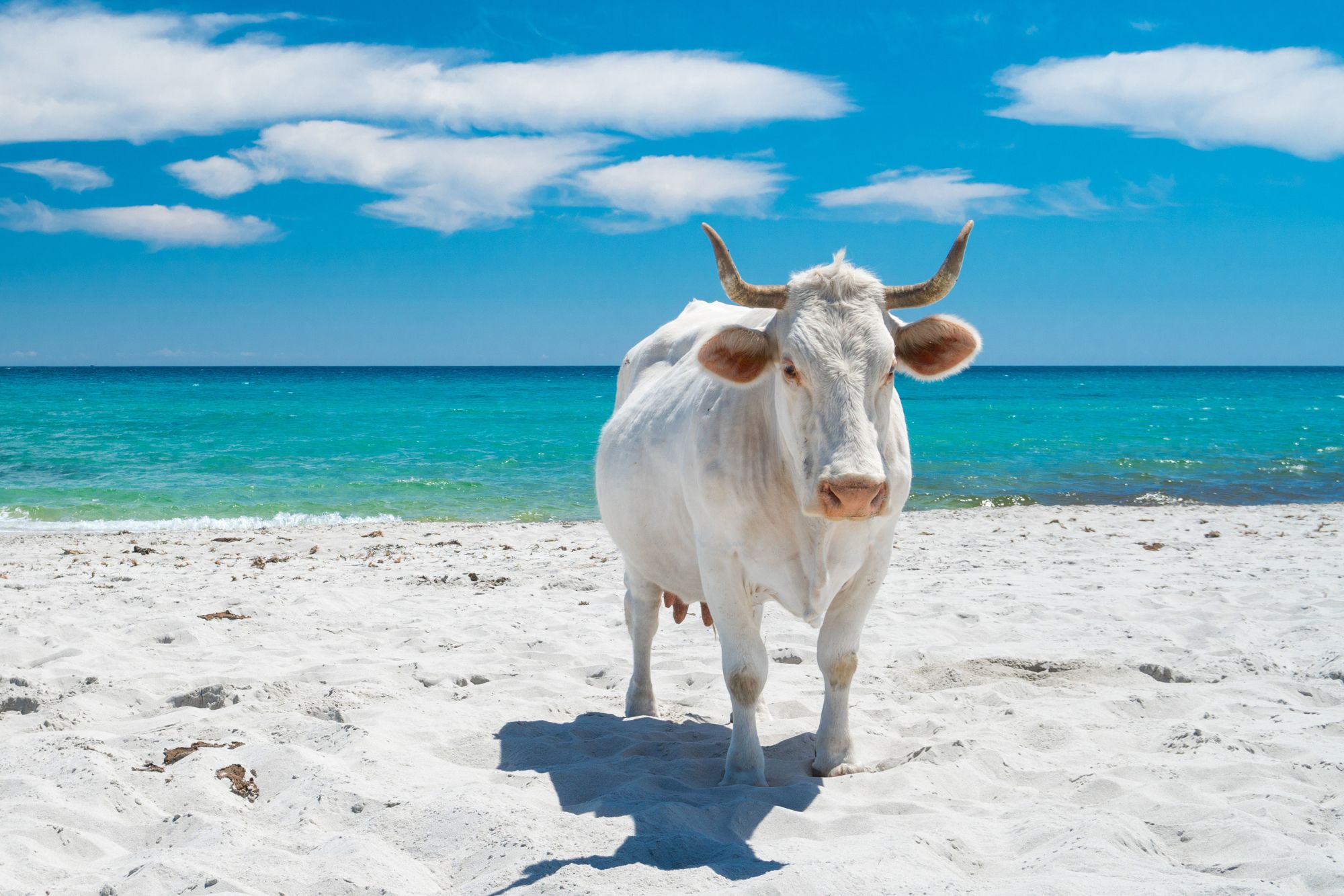 Mucche Spiaggia Sardegna Canva