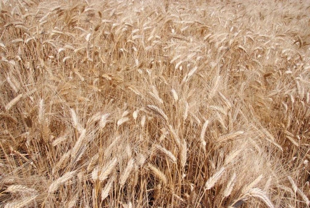 Syngenta, Con Interrascan Più Produttività Agricola E Consumo D'acqua Ridotto
