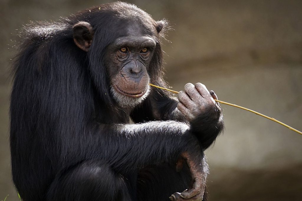 Scimpanze Canva