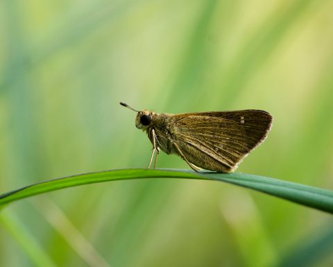 Falene Piante Canva