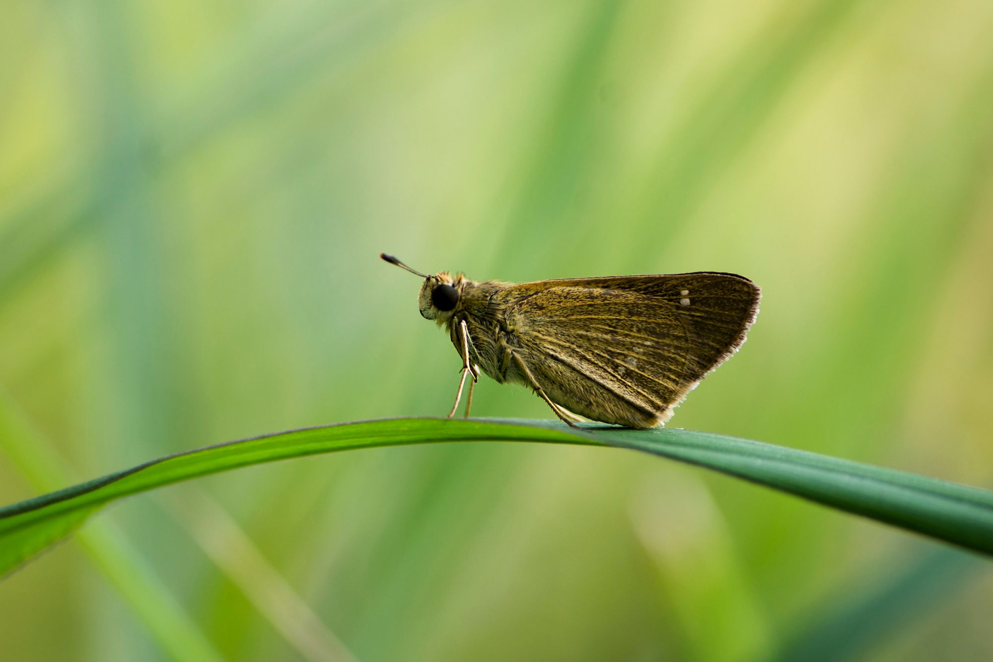 Falene Piante Canva
