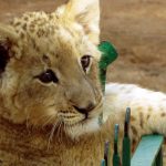 Cuccioli Di Leone Canva