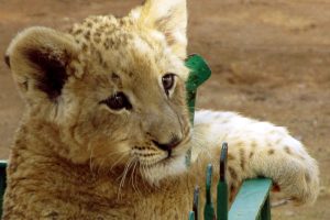 Cuccioli Di Leone Canva