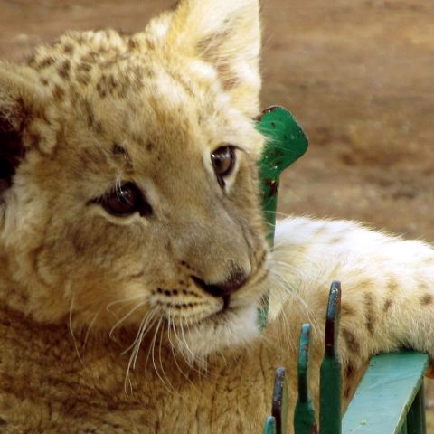 Cuccioli Di Leone Canva