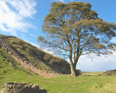 Sycamore Gap Tree Canva