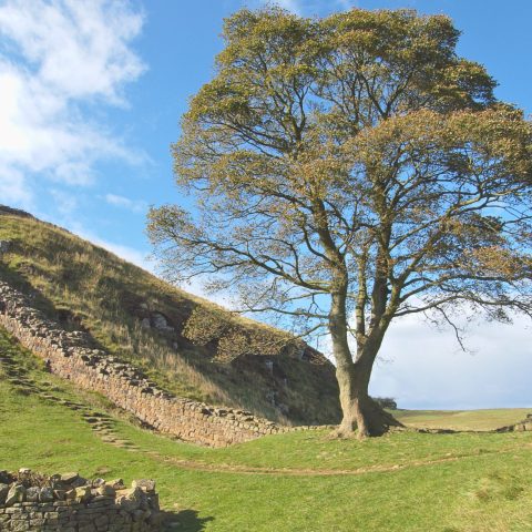 Sycamore Gap Tree Canva