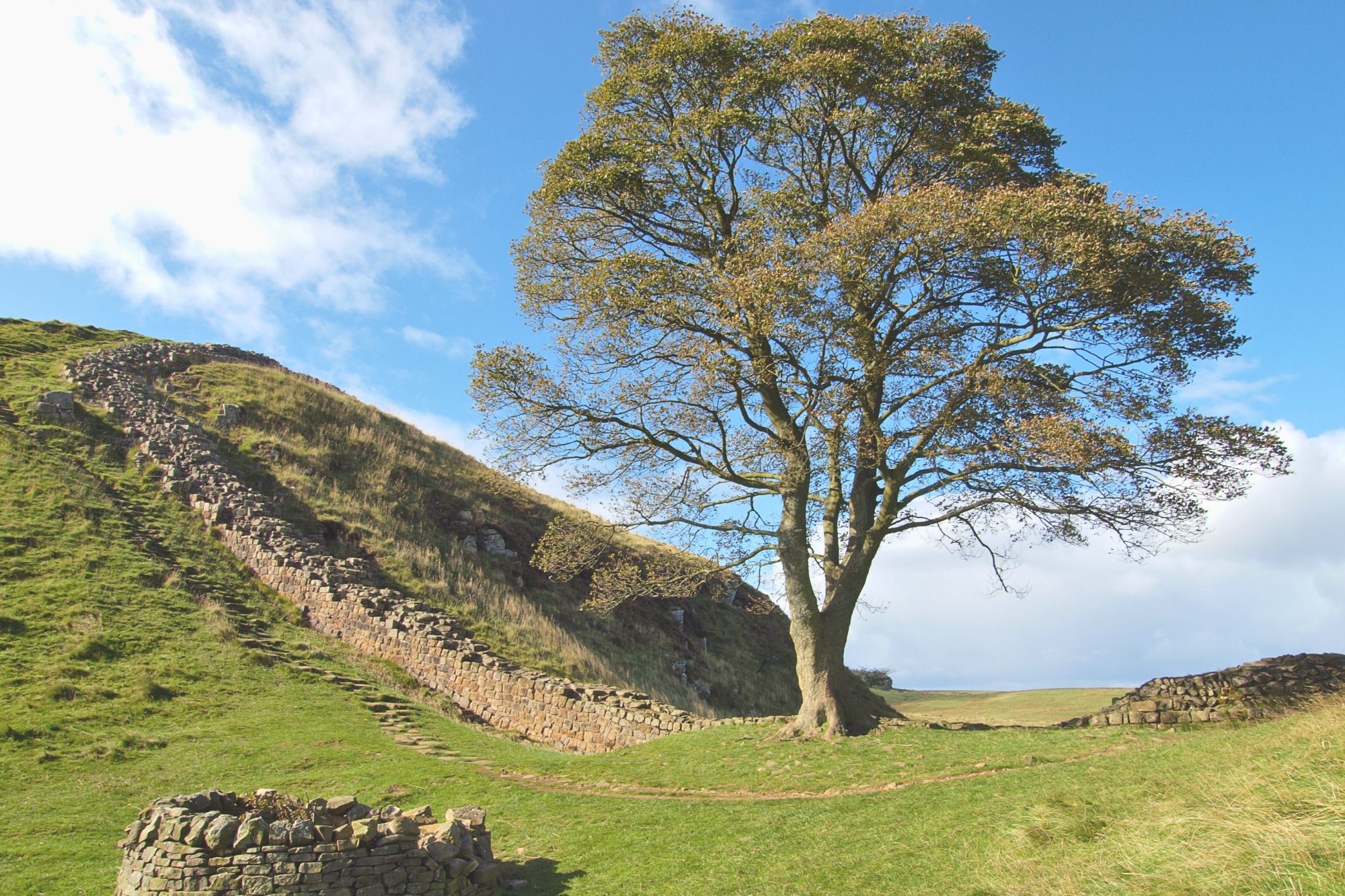 Sycamore Gap Tree Canva