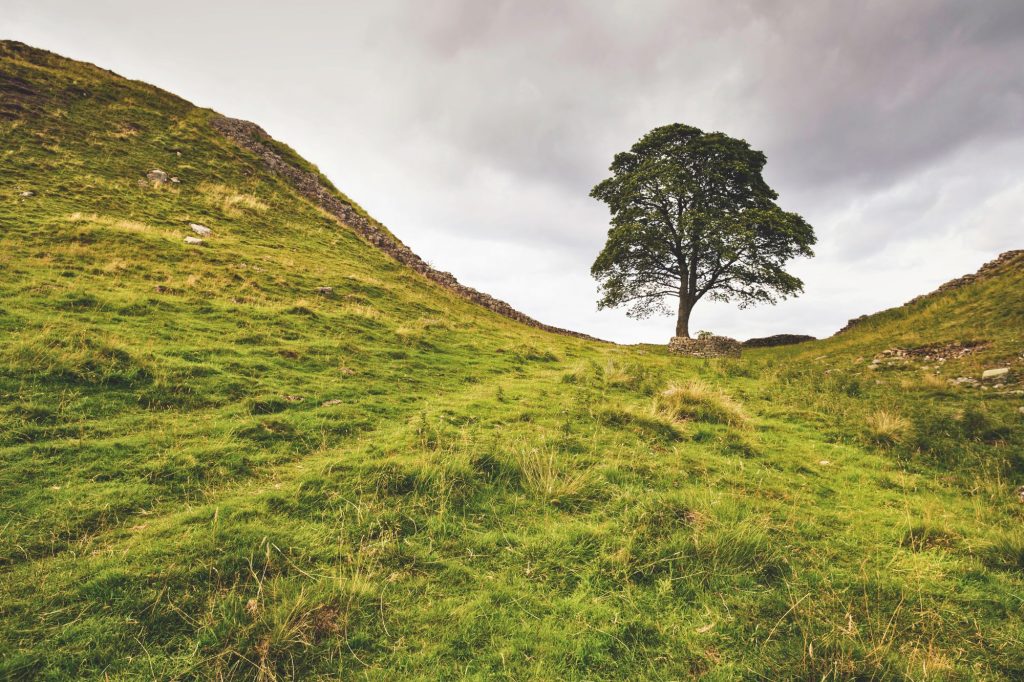 Albero Robin Hood Canva