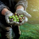 Raccolta Olive Canva