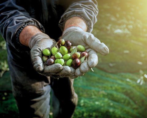 Raccolta Olive Canva