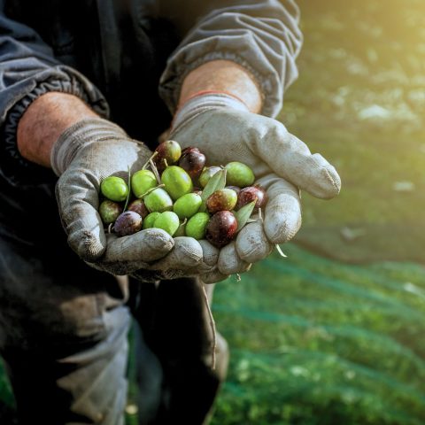 Raccolta Olive Canva