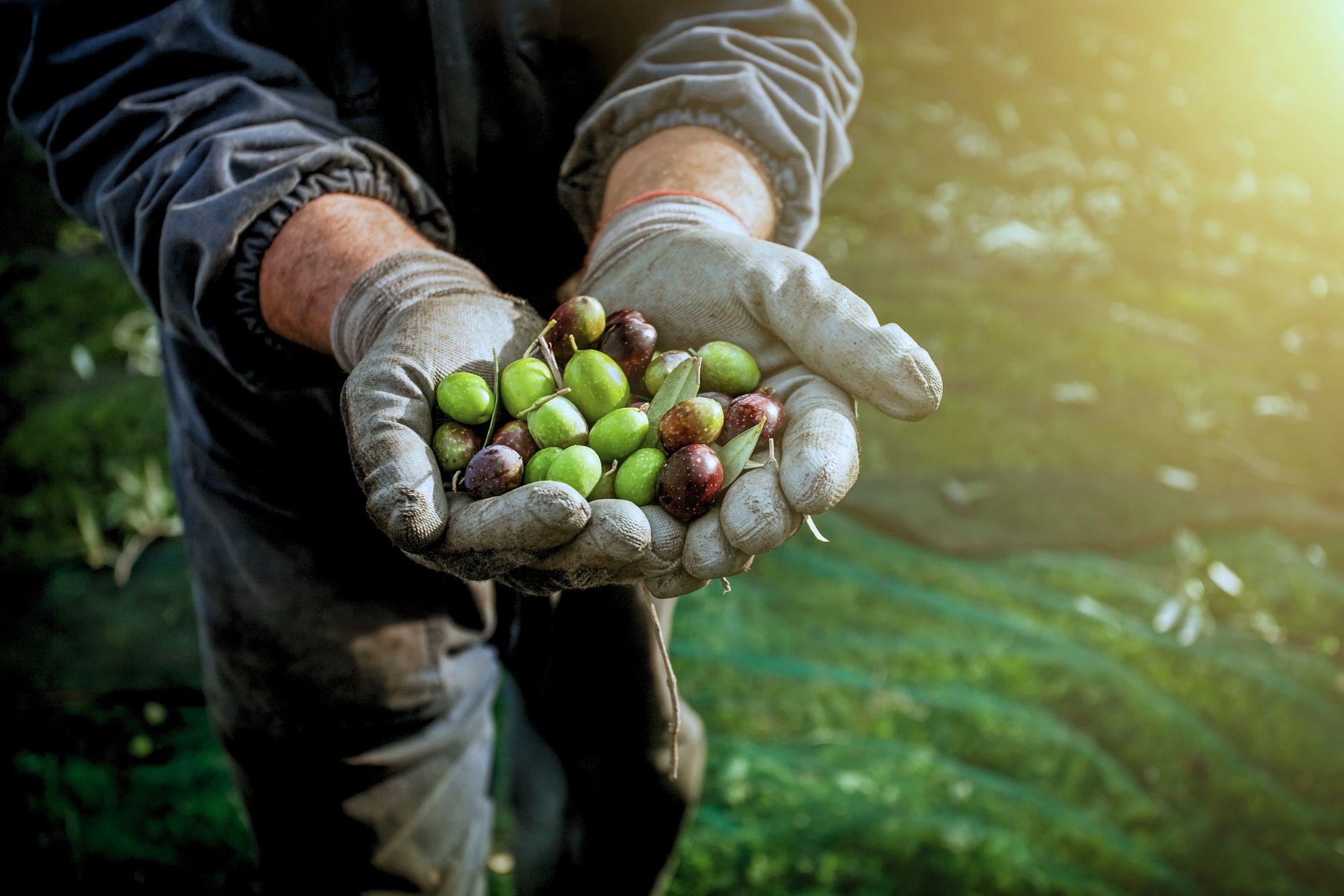 Raccolta Olive Canva