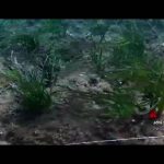 Sostenibilità: All'isola Del Giglio Un Intervento Di Ripristino Di Posidonia Oceanica Per Contrastare La Regressione Della Specie Vegetale, Il Progetto Di Nespresso 