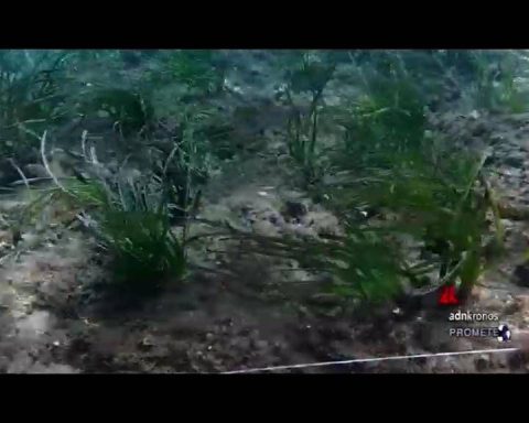 Sostenibilità: All'isola Del Giglio Un Intervento Di Ripristino Di Posidonia Oceanica Per Contrastare La Regressione Della Specie Vegetale, Il Progetto Di Nespresso 