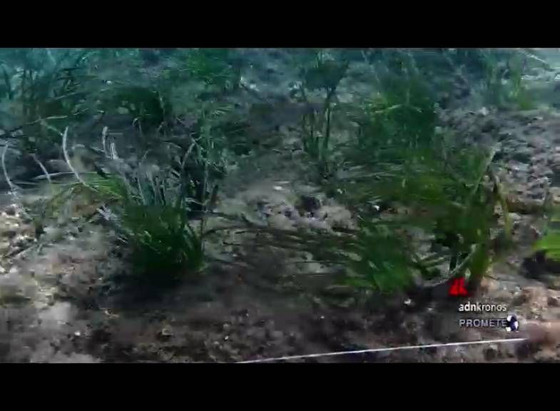Sostenibilità: All'isola Del Giglio Un Intervento Di Ripristino Di Posidonia Oceanica Per Contrastare La Regressione Della Specie Vegetale, Il Progetto Di Nespresso 