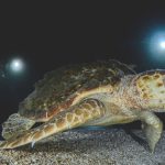 Tartarughe Caretta Canva