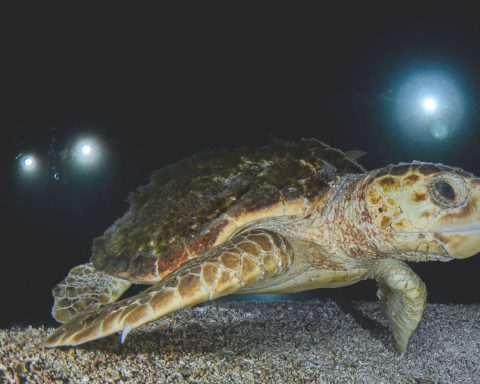 Tartarughe Caretta Canva